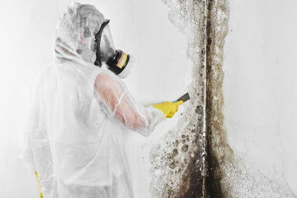 Best Attic Mold Removal  in Scottsburg, IN