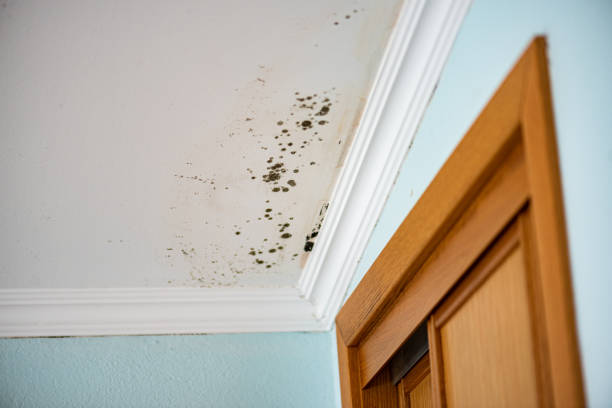 Best Attic Mold Removal  in Scottsburg, IN