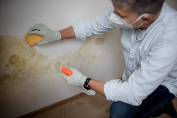 Office Mold Removal Services in Scottsburg, IN