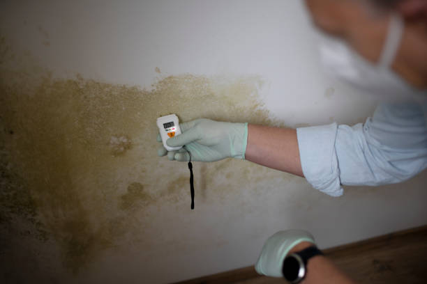 Best Commercial Mold Removal  in Scottsburg, IN