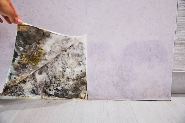 Best Mold Damage Repair  in Scottsburg, IN